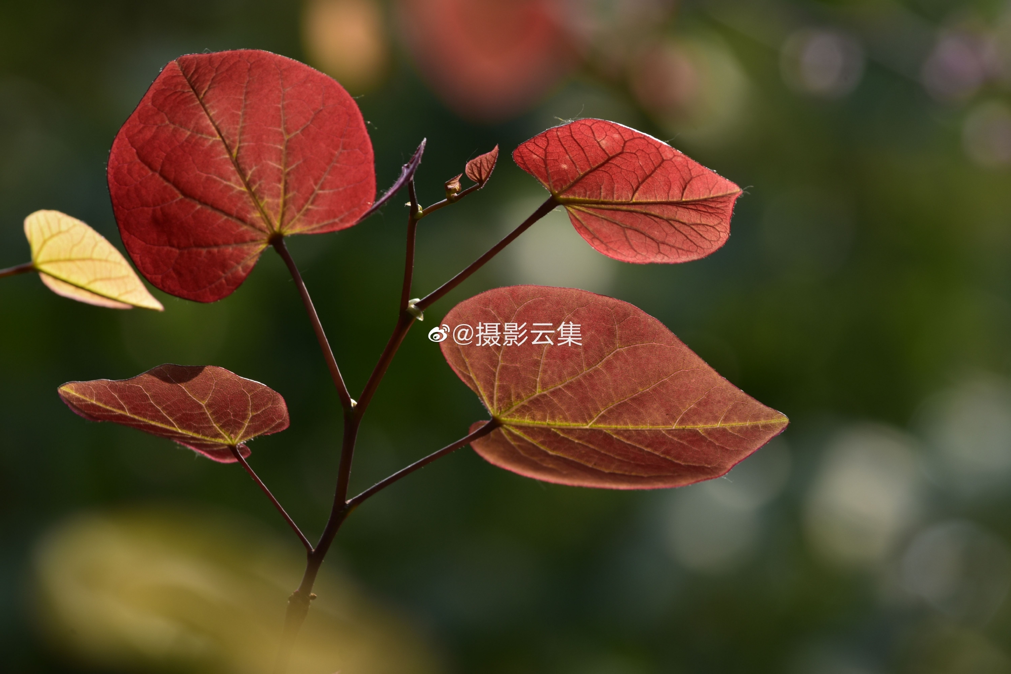 夏天的加拿大紫荆叶子愈发红艳