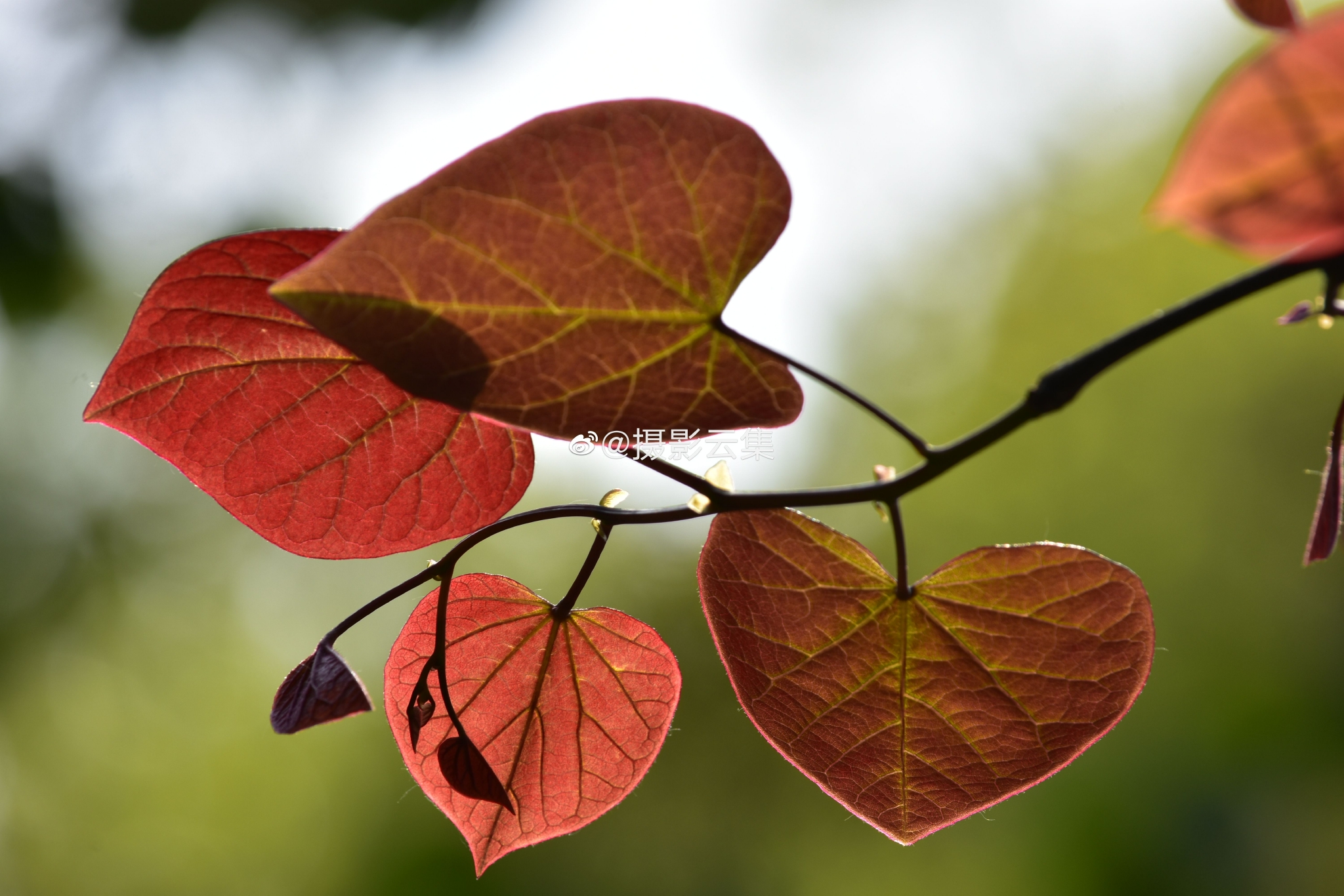 夏天的加拿大紫荆叶子愈发红艳