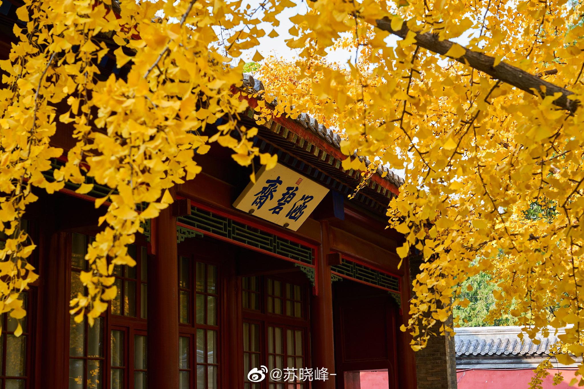 香山碧云寺,秋来银杏黄__财经头条