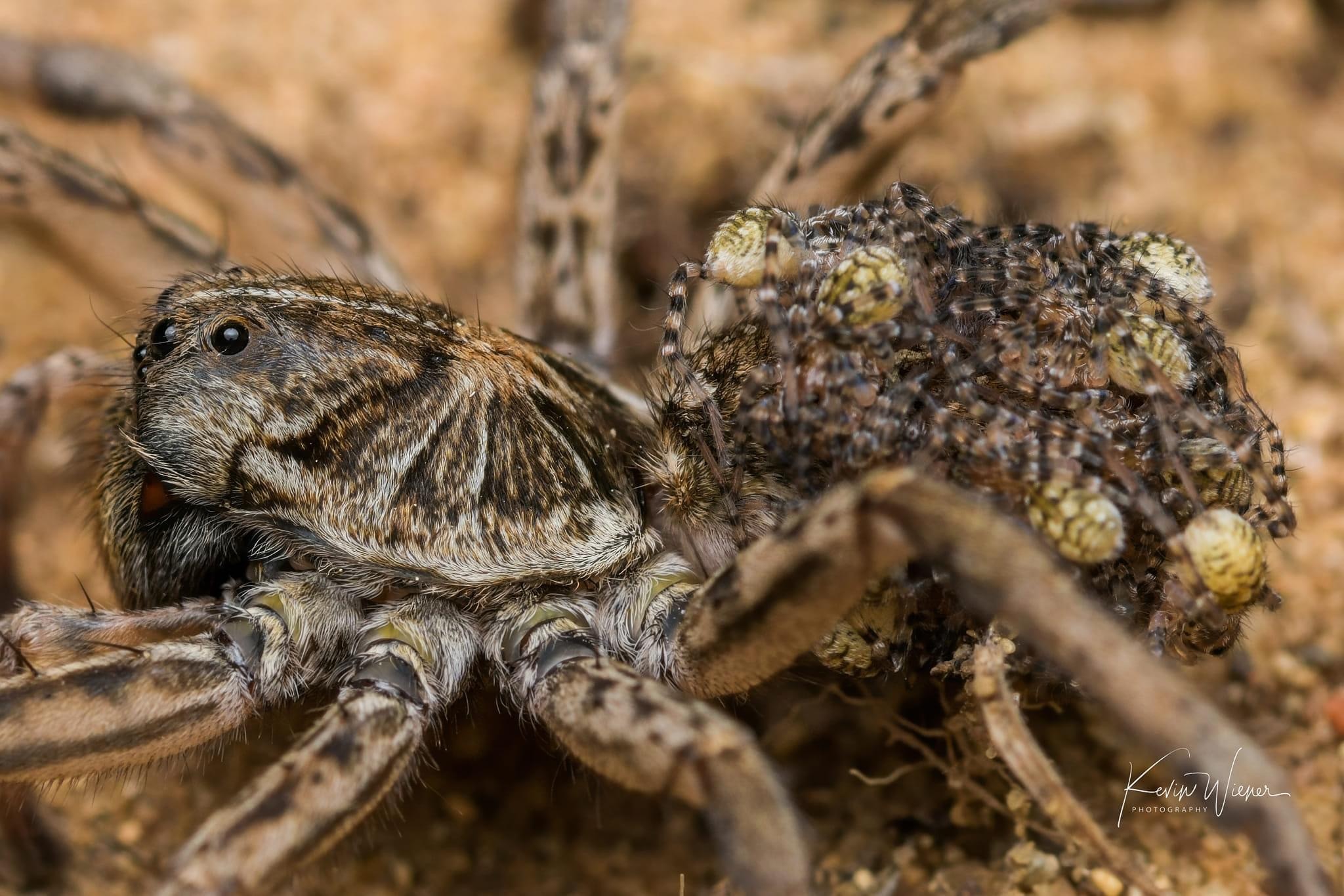 狼蛛hogna baltimoriana和它宝宝 kevin wiener拍摄于印第安纳州_高清