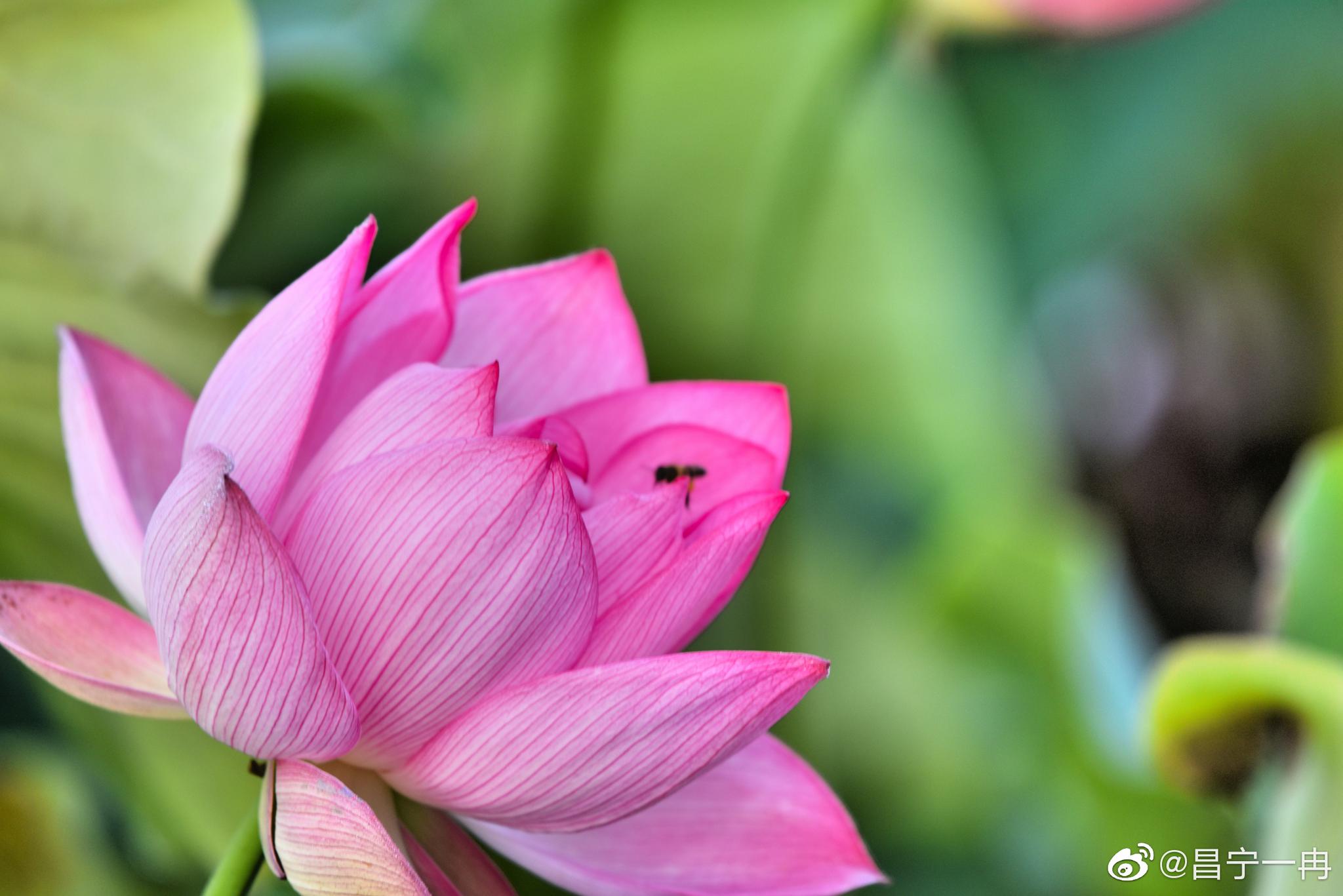 美丽昌宁·柔风软阳荷花笑_高清图集_新浪网