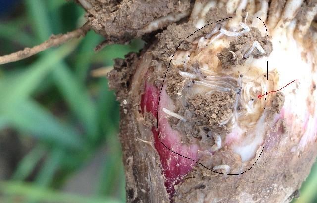 顽固的黑头蛆终于有治了!