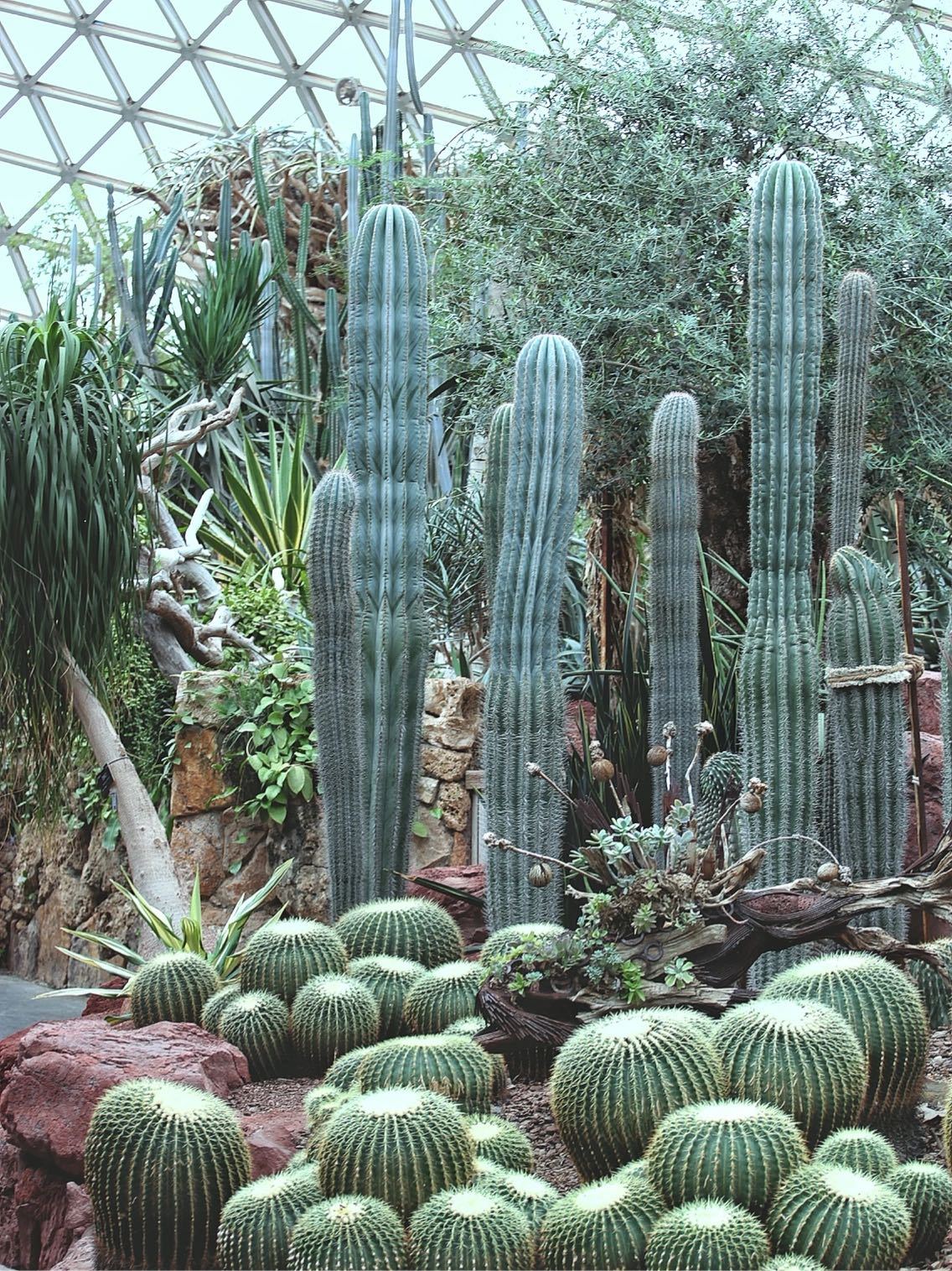 从市区一小时车程到上海松江的辰山植物园看花草__财经头条