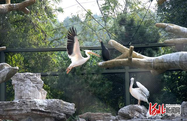 约吗？石家庄动物园美景上新休闲区蓝鸢梦想 - Www.slyday.coM