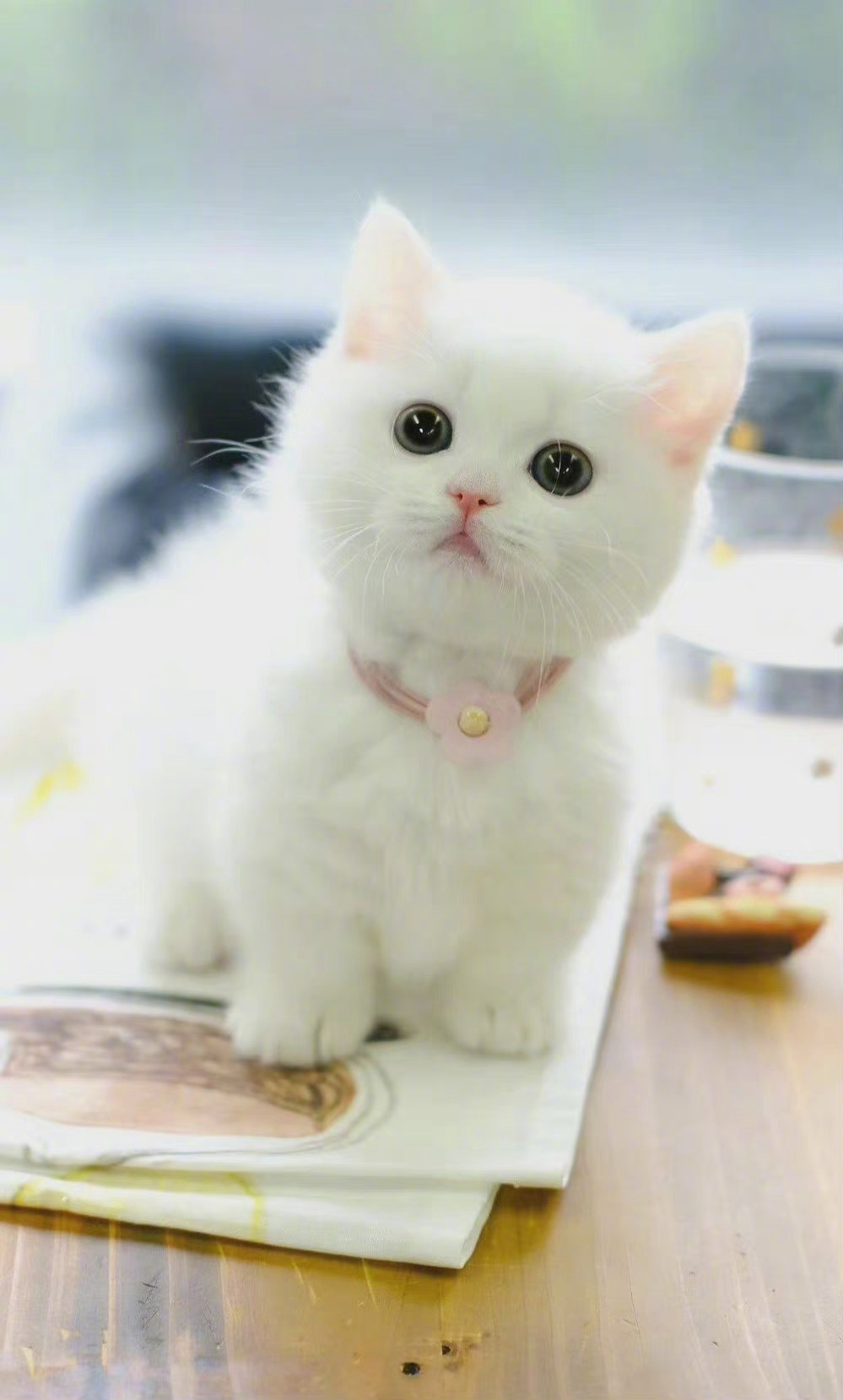 可可爱爱的小奶猫,早安!