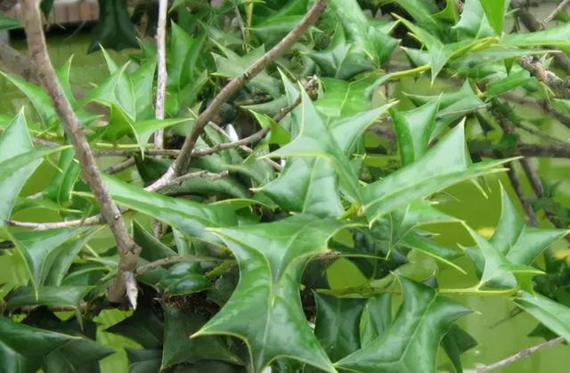 人们拿来堵老鼠的植物全身长满刺无人敢碰却不知是一味好药材