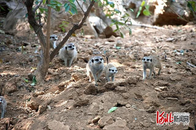 约吗？石家庄动物园美景上新休闲区蓝鸢梦想 - Www.slyday.coM