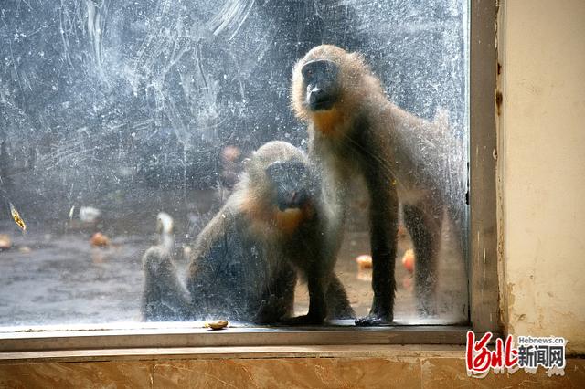 约吗？石家庄动物园美景上新休闲区蓝鸢梦想 - Www.slyday.coM