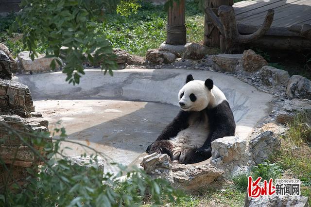 约吗？石家庄动物园美景上新休闲区蓝鸢梦想 - Www.slyday.coM