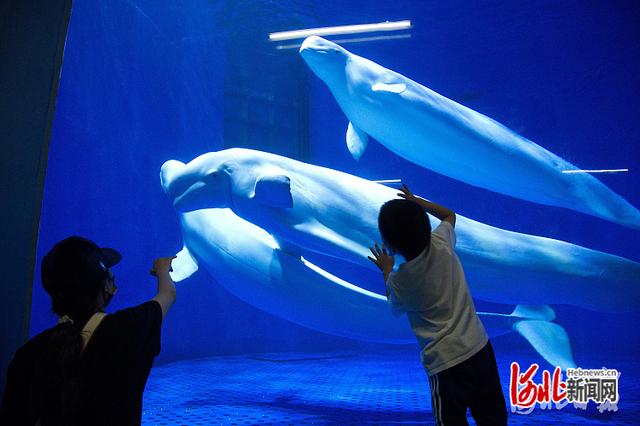 约吗？石家庄动物园美景上新休闲区蓝鸢梦想 - Www.slyday.coM