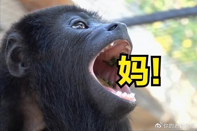 村里有名的大嗓门,吼猴:天生的“大喇叭”?|吼猴|大喇叭|声音|鼻腔|叫声_新浪新闻