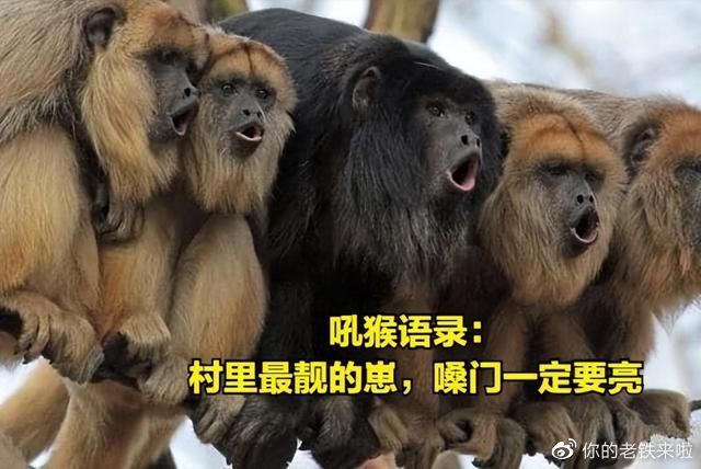村里有名的大嗓门,吼猴:天生的“大喇叭”?__财经头条