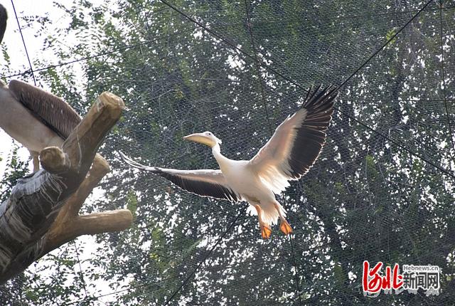 约吗？石家庄动物园美景上新休闲区蓝鸢梦想 - Www.slyday.coM