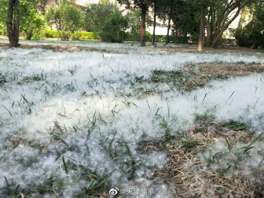 天津早知道天津 今天起,杨柳絮进入集中飘飞阶段