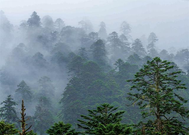 林草科普百山祖冷杉躲过灭绝有望