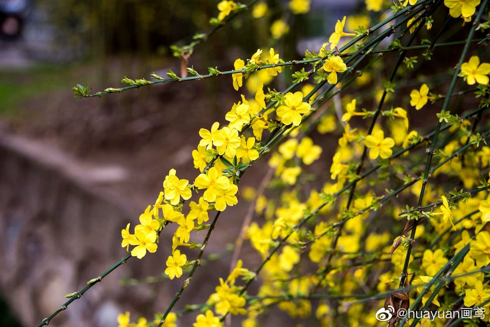 迎春花图片 迎春花图片