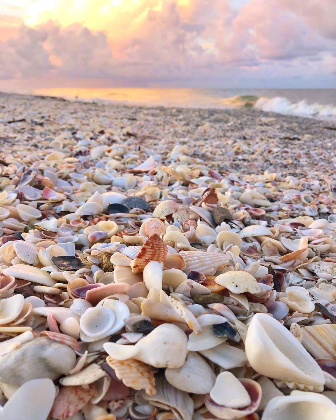 贝壳沙滩,感觉好运撒了一地__财经头条