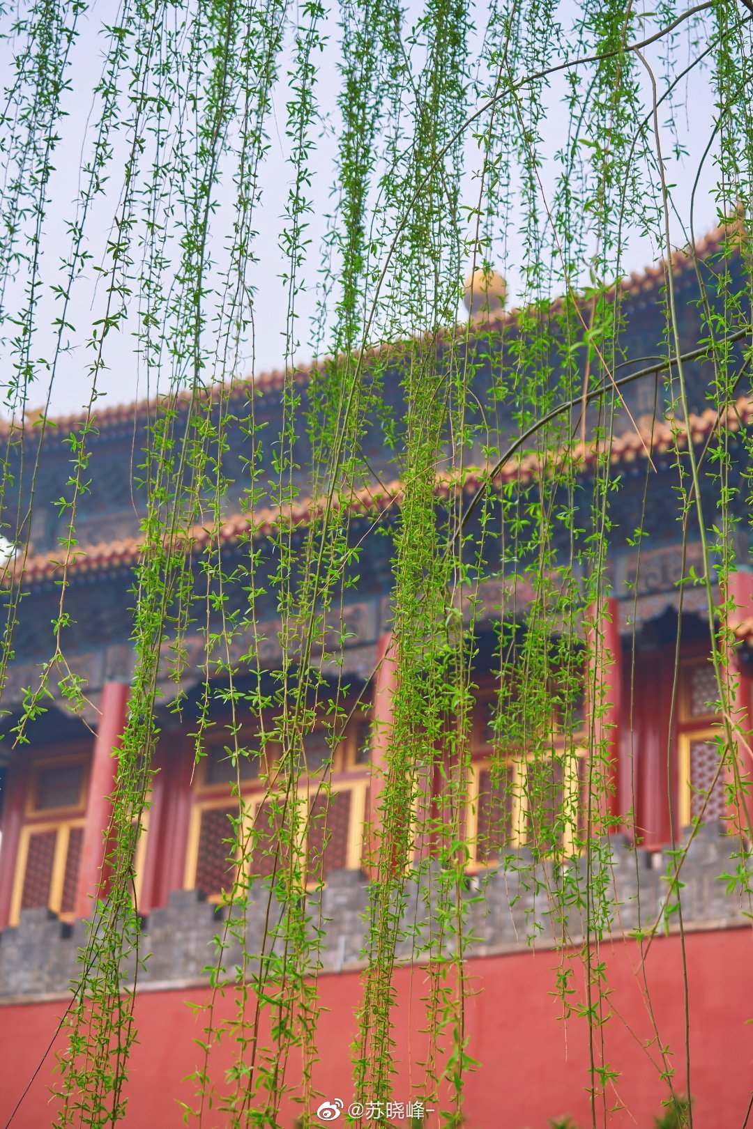 满城春色宫墙柳