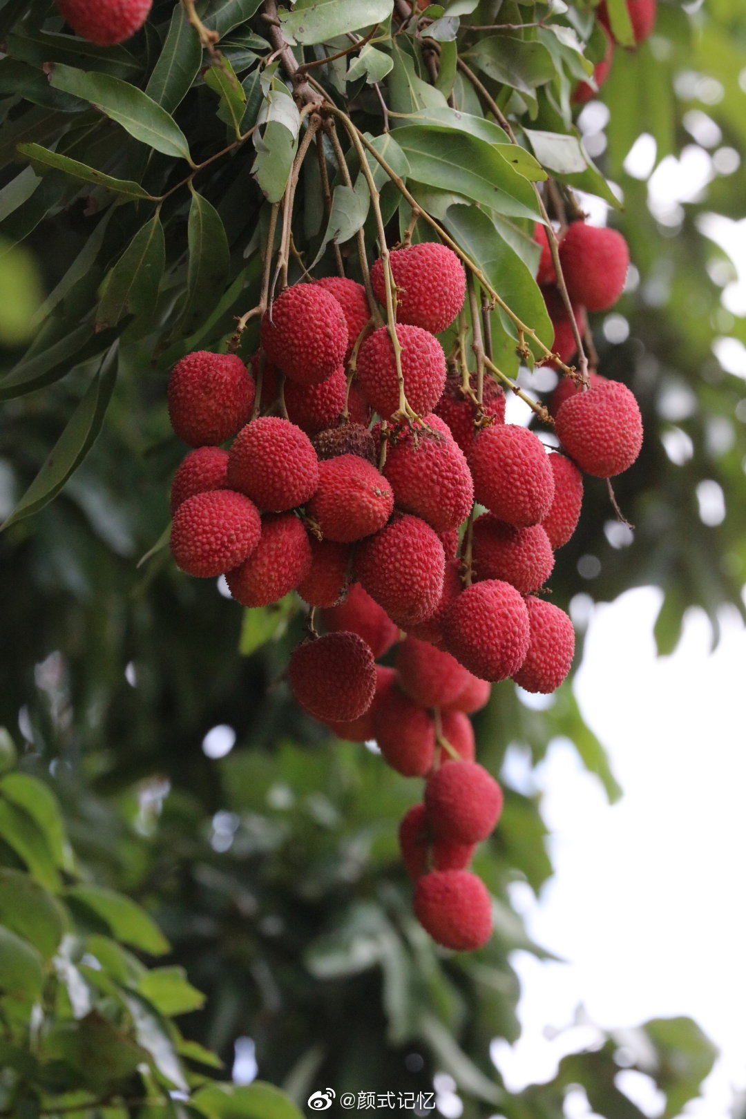 岭南佳果红压树一一红荔荔枝丹荔丽枝火山荔
