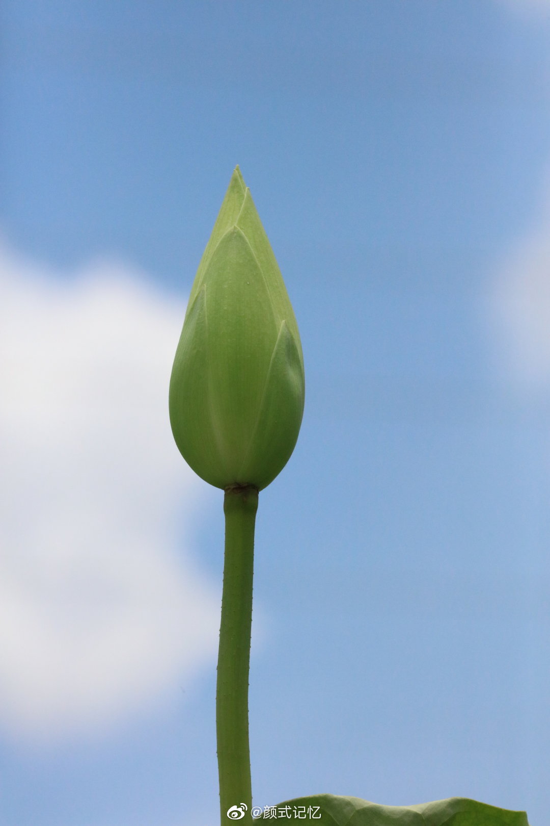 "荷花羞玉颜"一一大碧莲花.江门荷香园游园品香拾趣