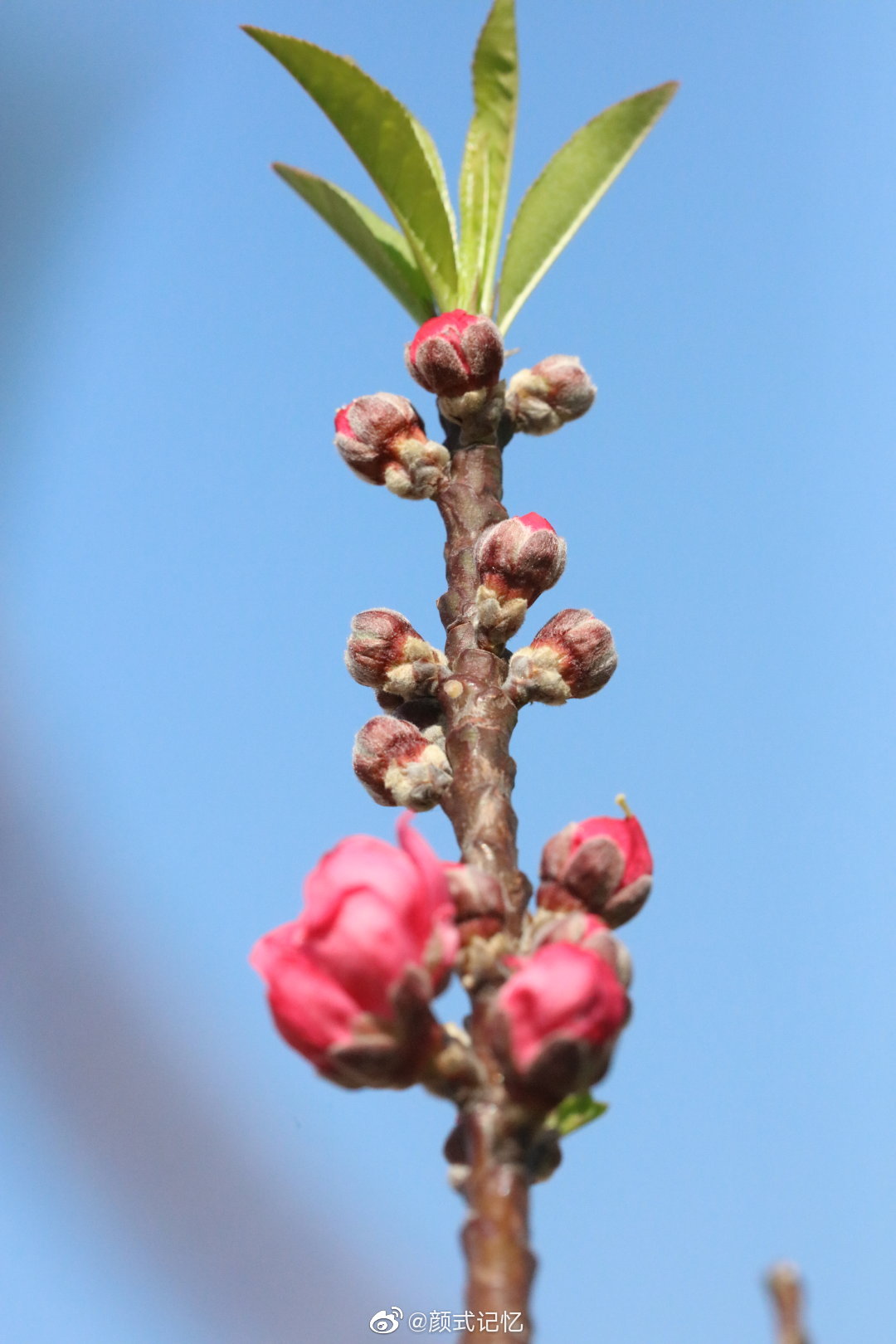 "桃花嫣然出篱笑,似开未开最有情"一一桃花蓄势绽放……__财经头条