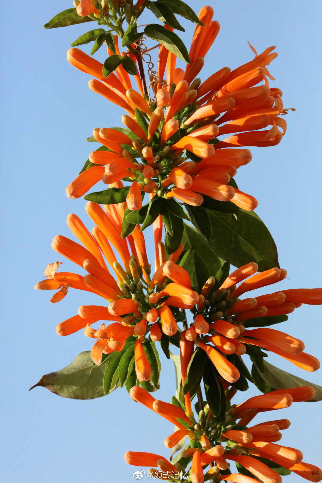 富贵吉祥 美好日子红红火火一一炮仗花火红开放……__财经头条