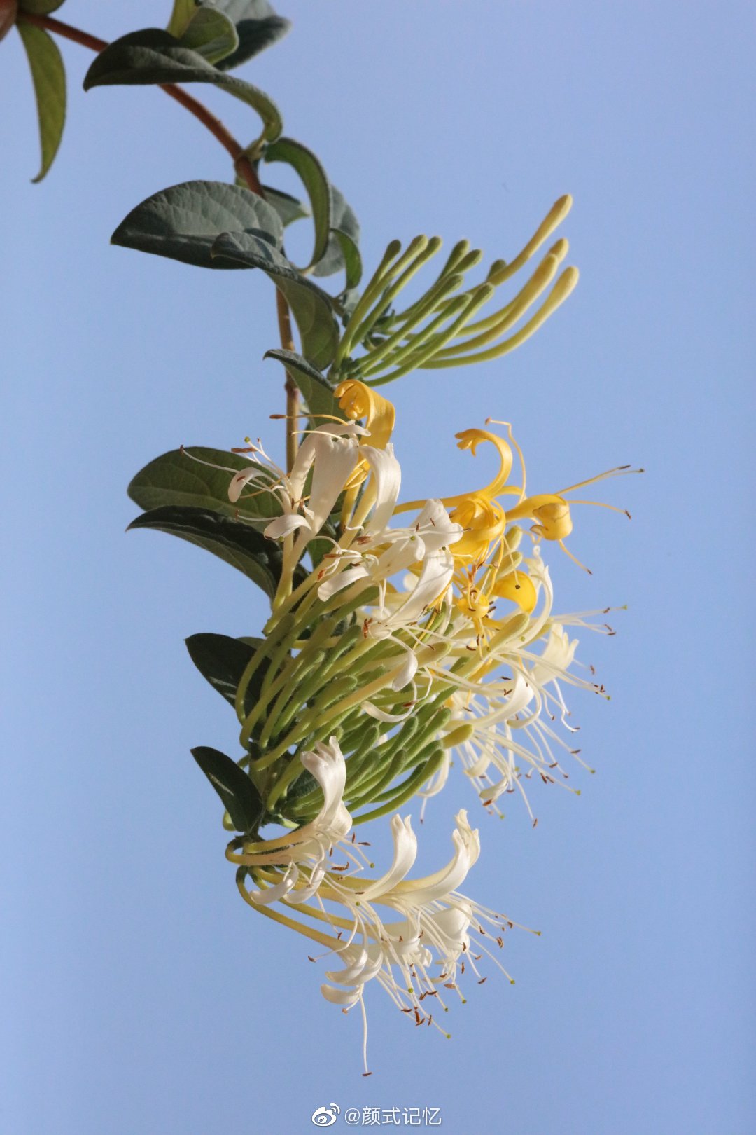 全心全意的把爱奉献给你一一金银花开