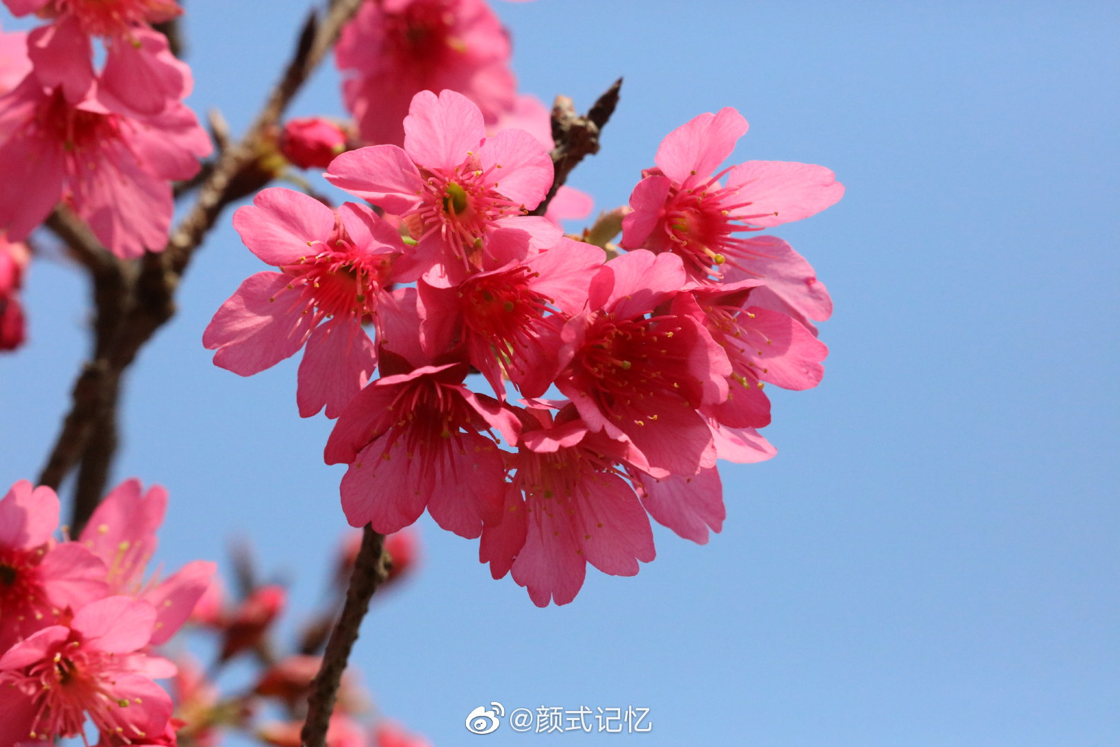 【中国红樱花摄影图片】生态摄影_蓝色妖姬_太平洋电脑网摄影部落