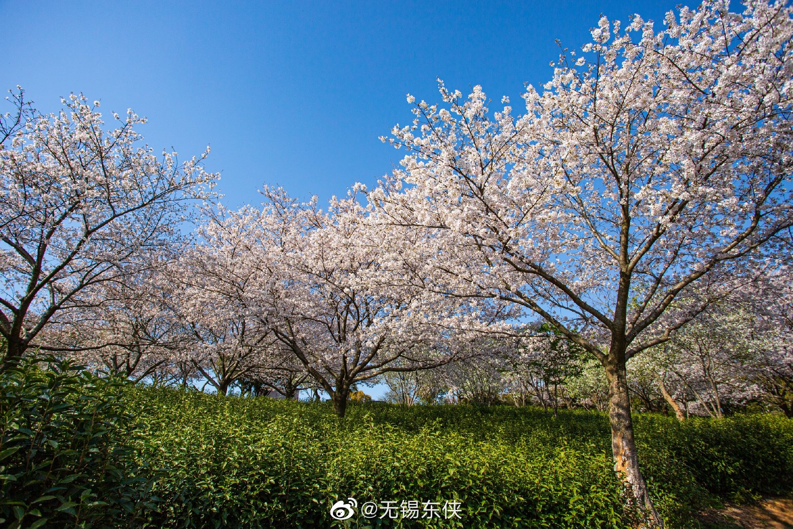 陌上花开青山碧水红沙湾满山坡的樱花云蒸霞蔚壮观极了