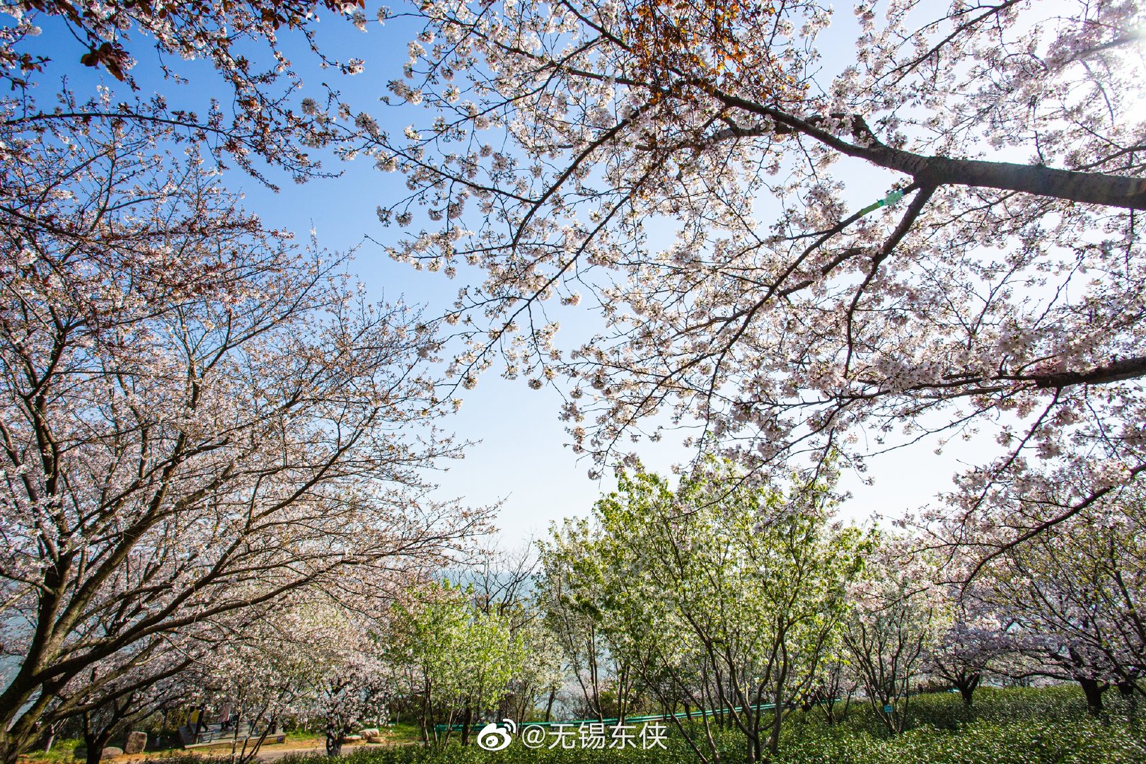 陌上花开青山碧水红沙湾满山坡的樱花云蒸霞蔚壮观极了