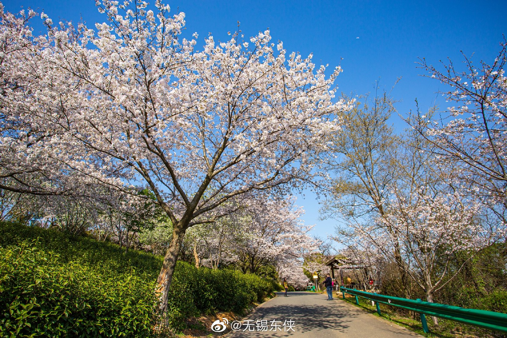 陌上花开青山碧水红沙湾满山坡的樱花云蒸霞蔚壮观极了