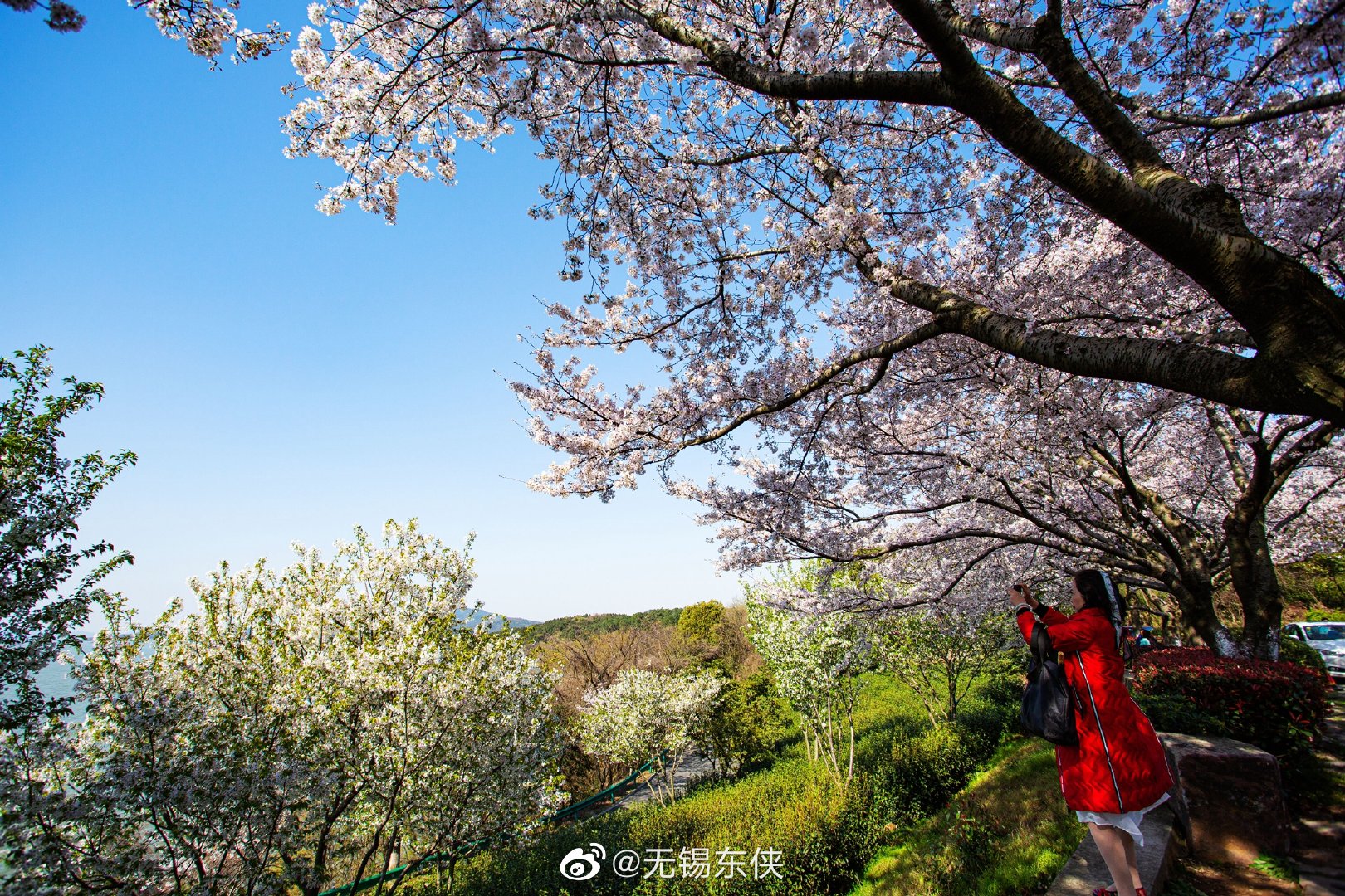 陌上花开青山碧水红沙湾满山坡的樱花云蒸霞蔚壮观极了