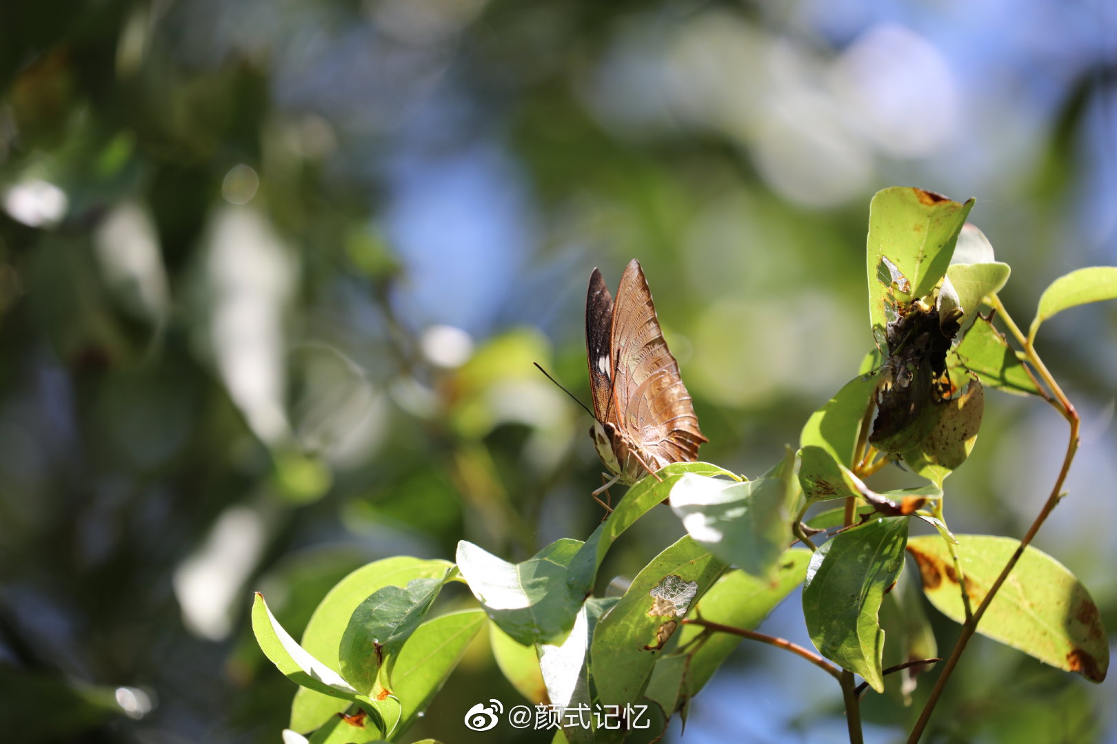 "日长篱落无人过,惟有蜻蜓蛱蝶飞"一一螯蛱蝶……_高清图集_新浪网