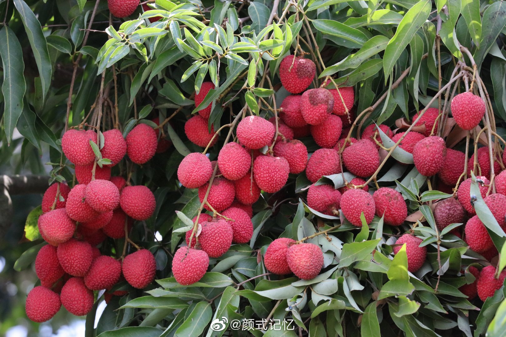 岭南佳果红压树一一红荔荔枝丹荔丽枝火山荔