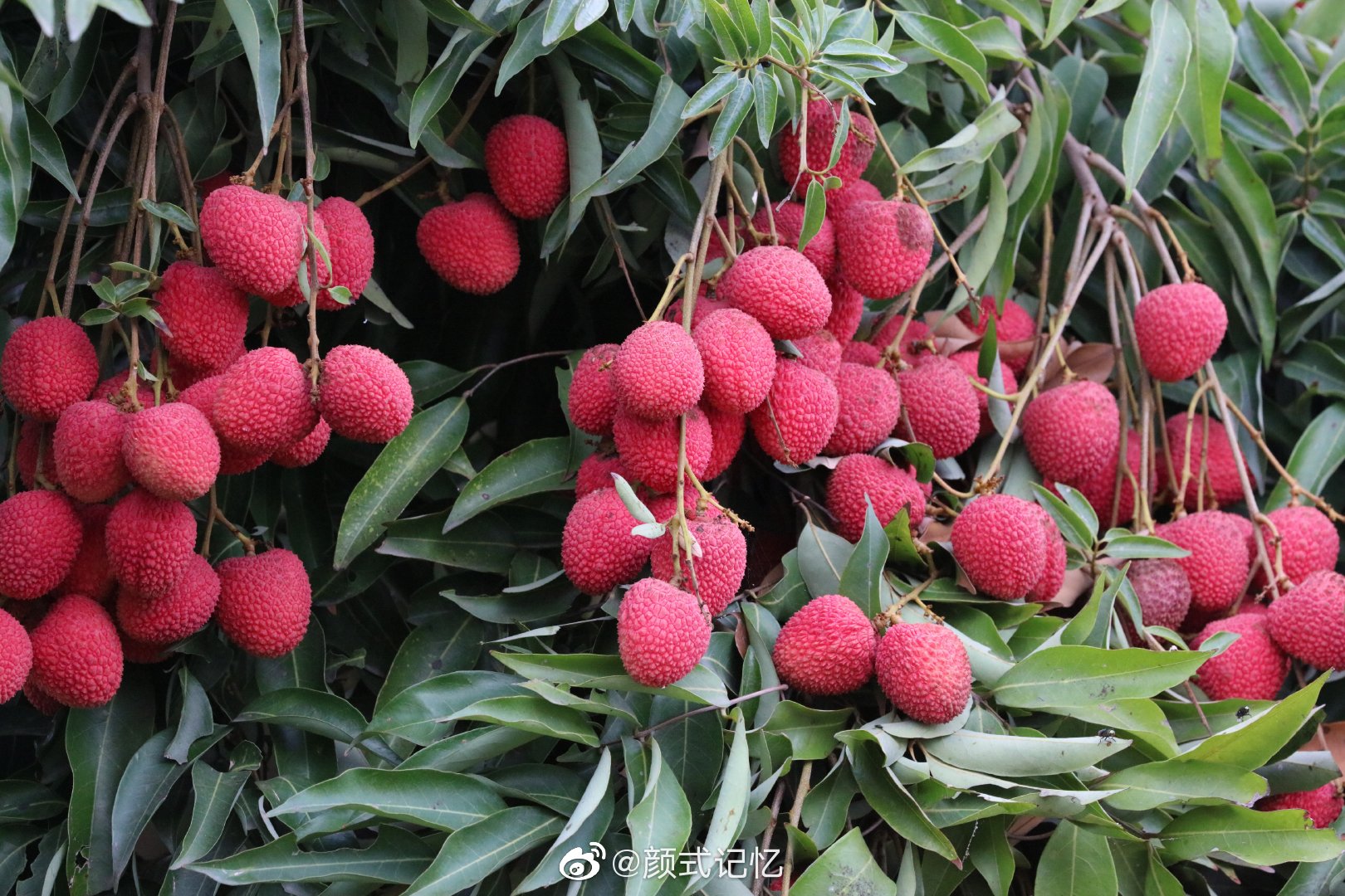 岭南佳果红压树一一红荔荔枝丹荔丽枝火山荔