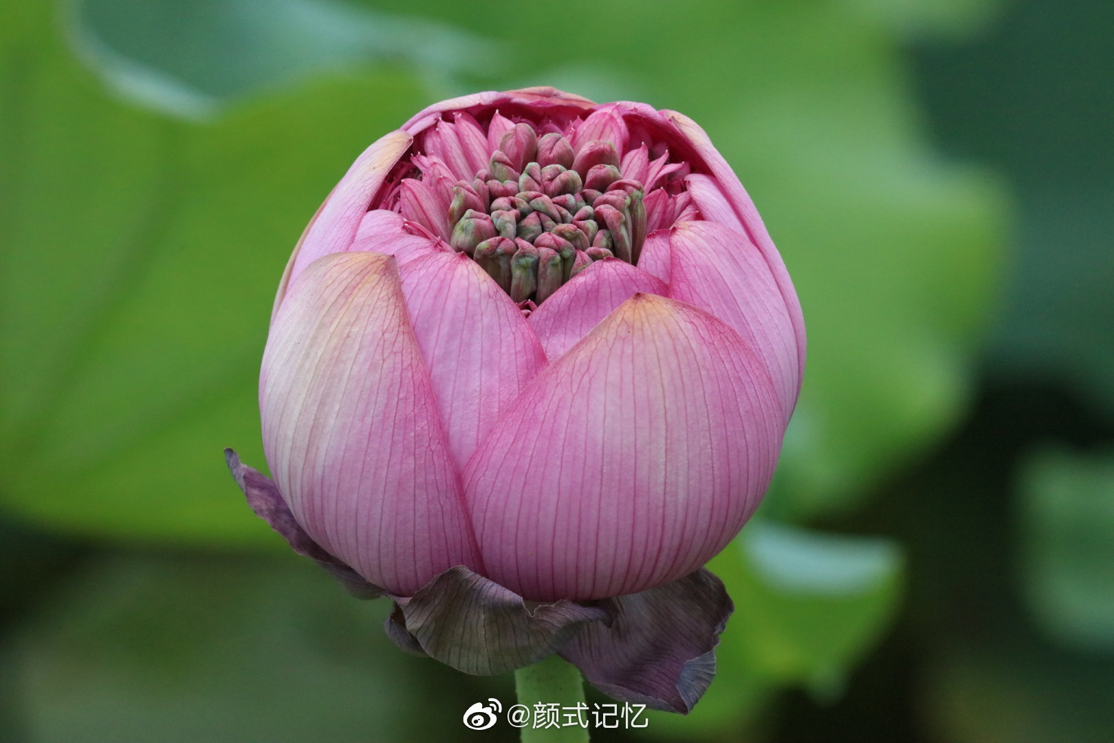 含蓄一一千瓣莲花.江门荷香园游园品香拾趣