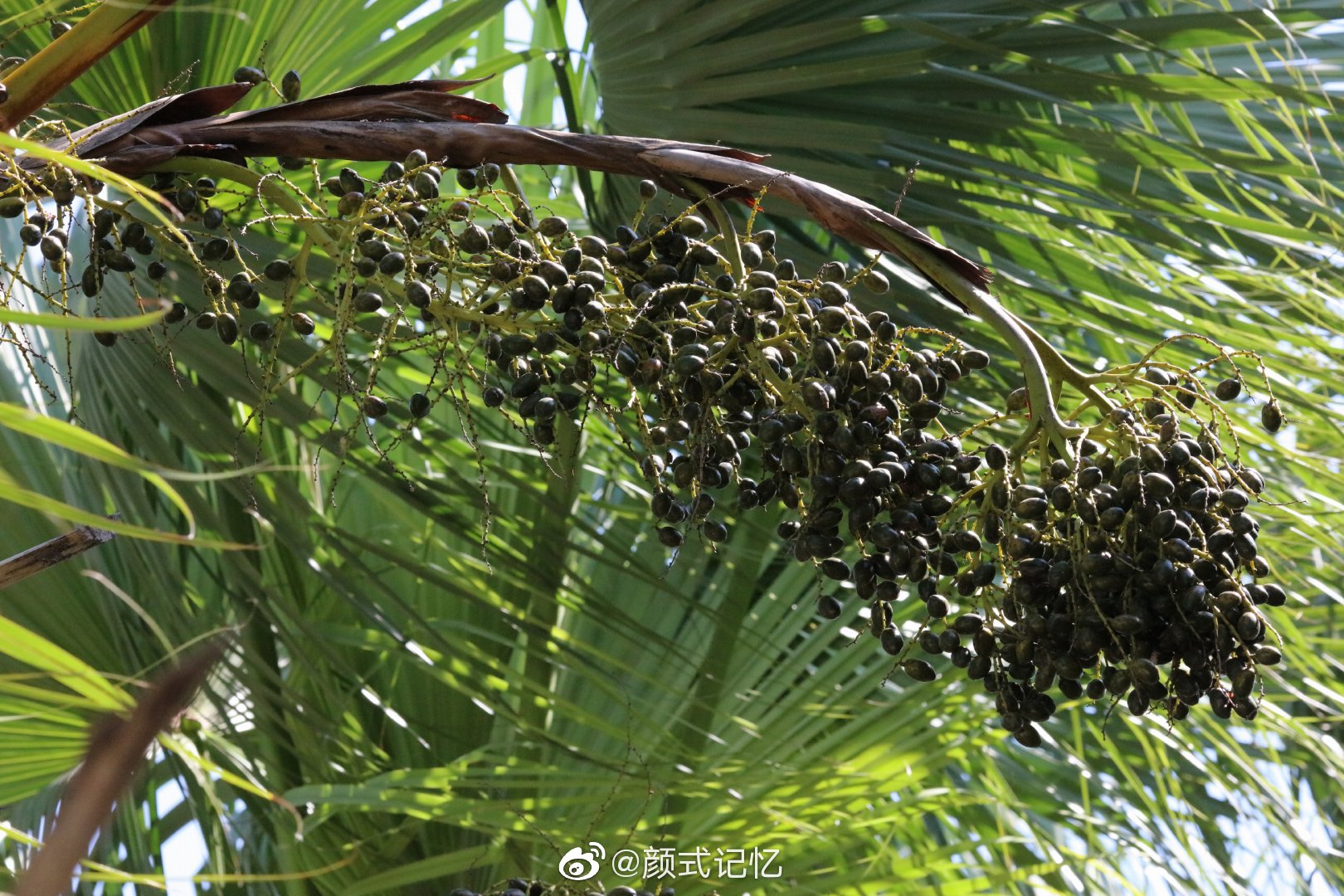 "张扬"的蒲葵树,秋后结实满树……_高清图集_新浪网