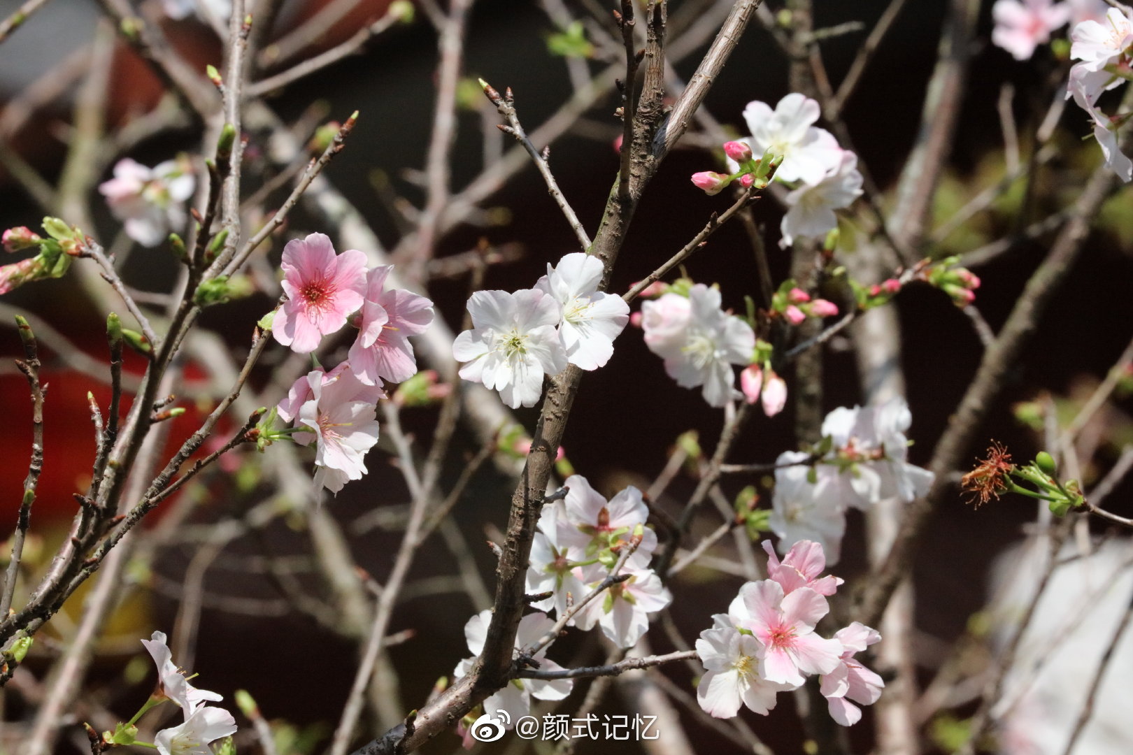 纯洁 浪漫一一垂枝大叶早樱(东京樱花)……__财经头条