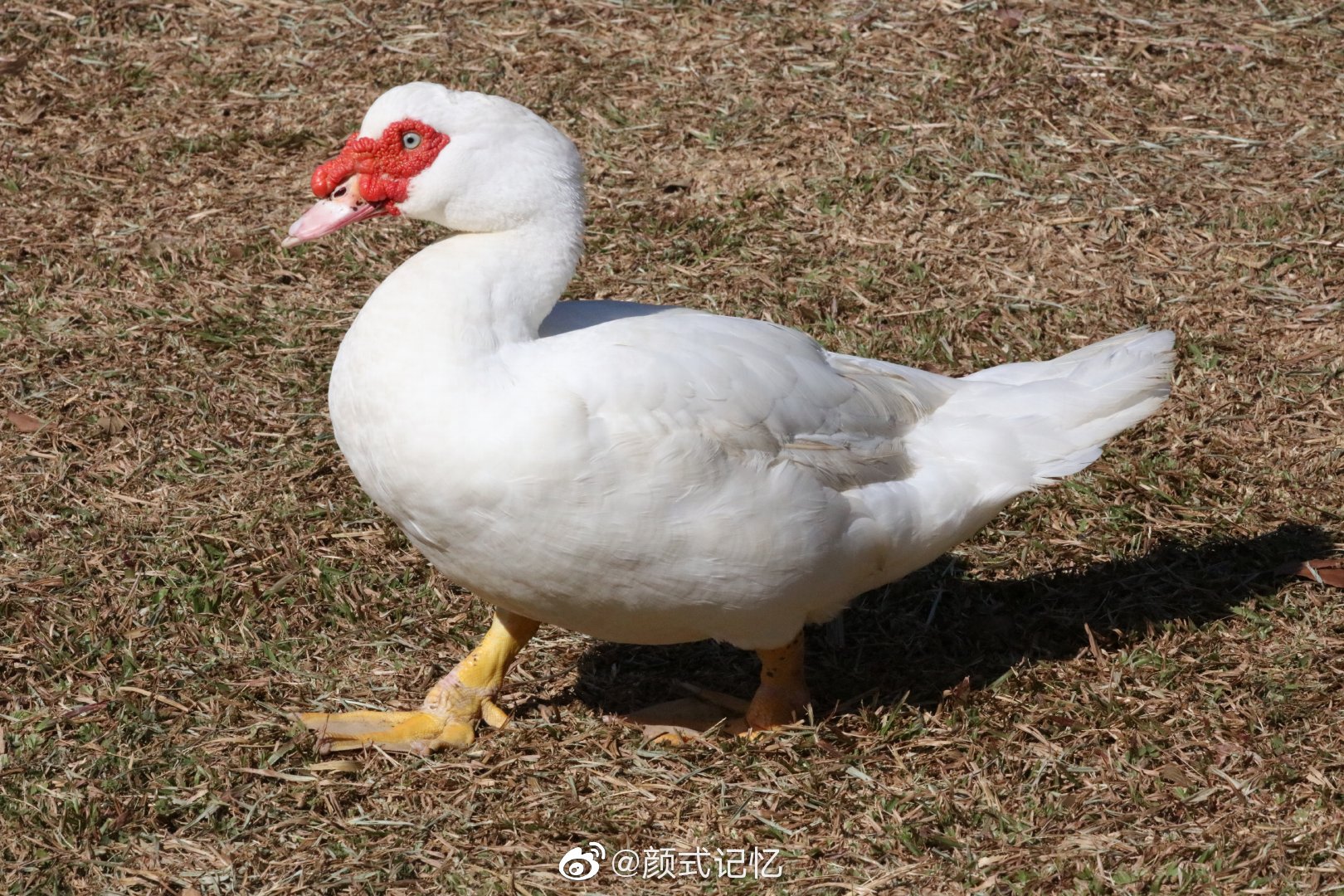 珍禽似鹅非鹅似鸭非鸭一一番鸭香鹑雁麝香鸭洋鸭
