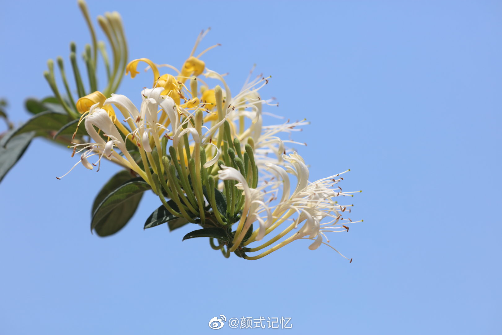 全心全意的把爱奉献给你一一金银花开