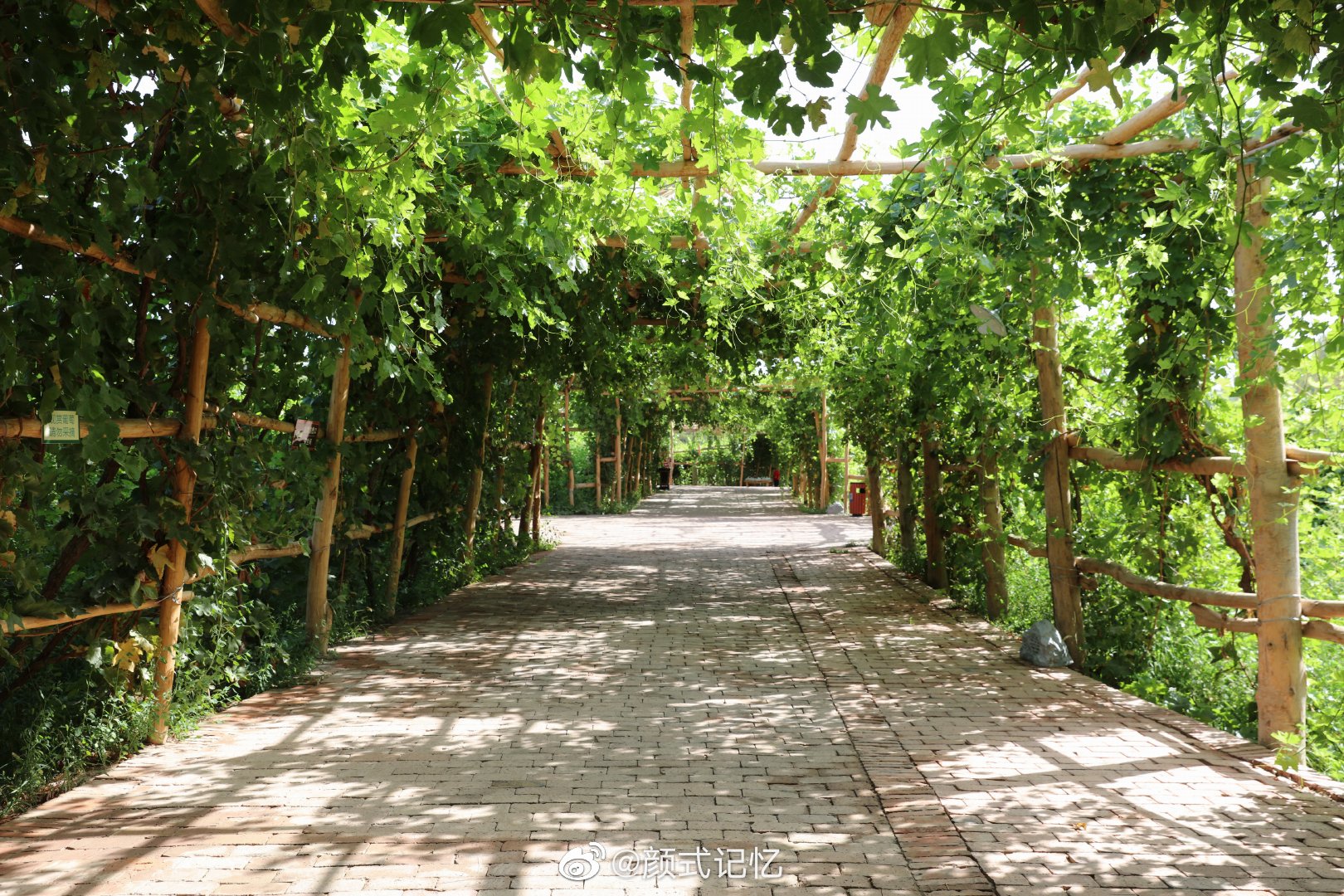 吐鲁番的葡萄一一游新疆吐鲁番的葡萄园拍摄__财经头条