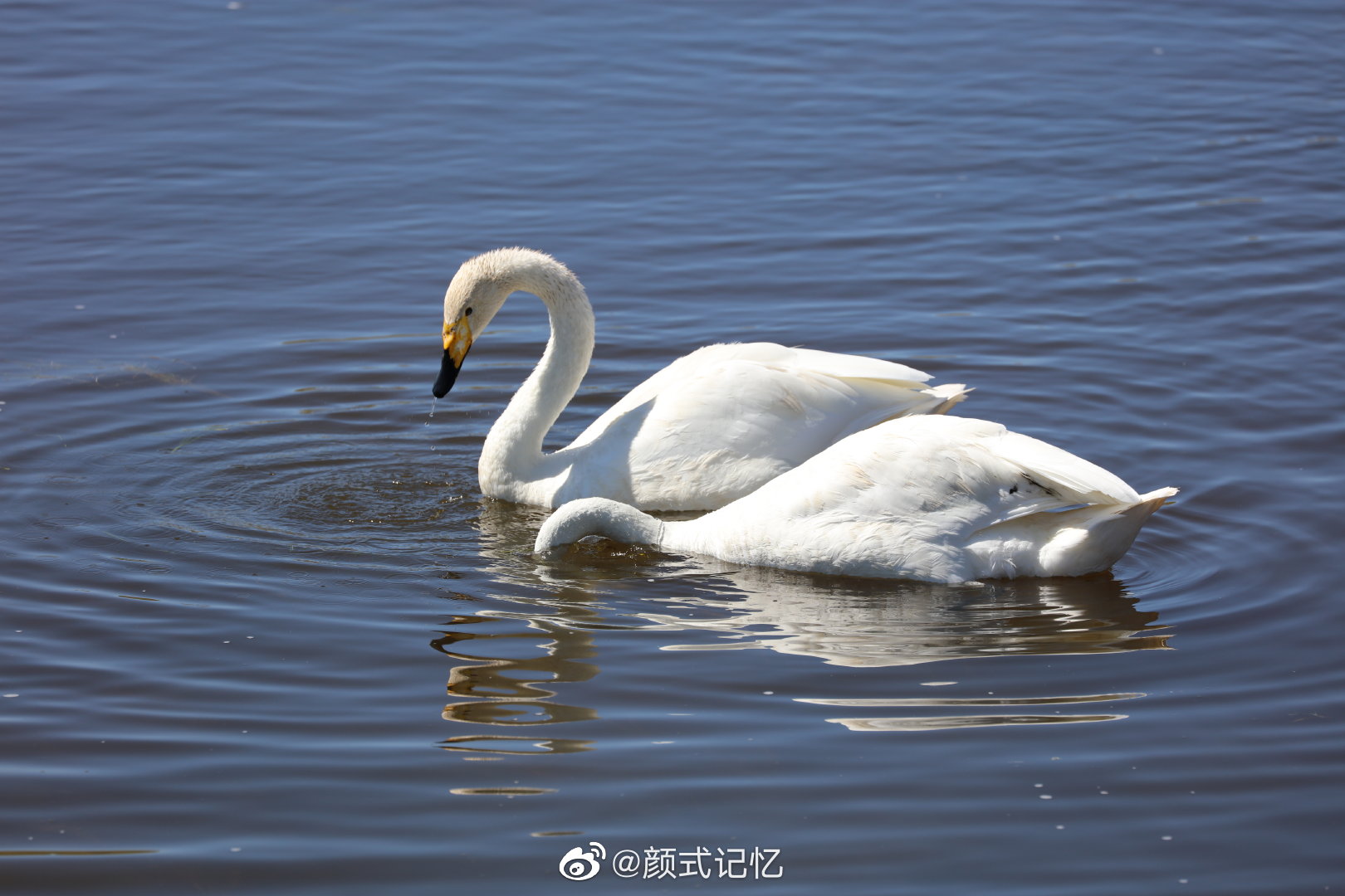 巴音布鲁克天鹅湖,是亚洲最大,我国唯一的天鹅自然保护区……__财经