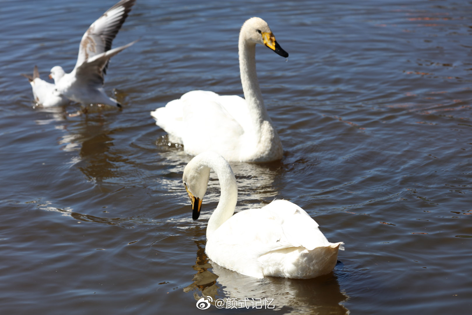 巴音布鲁克天鹅湖,是亚洲最大,我国唯一的天鹅自然保护区……__财经