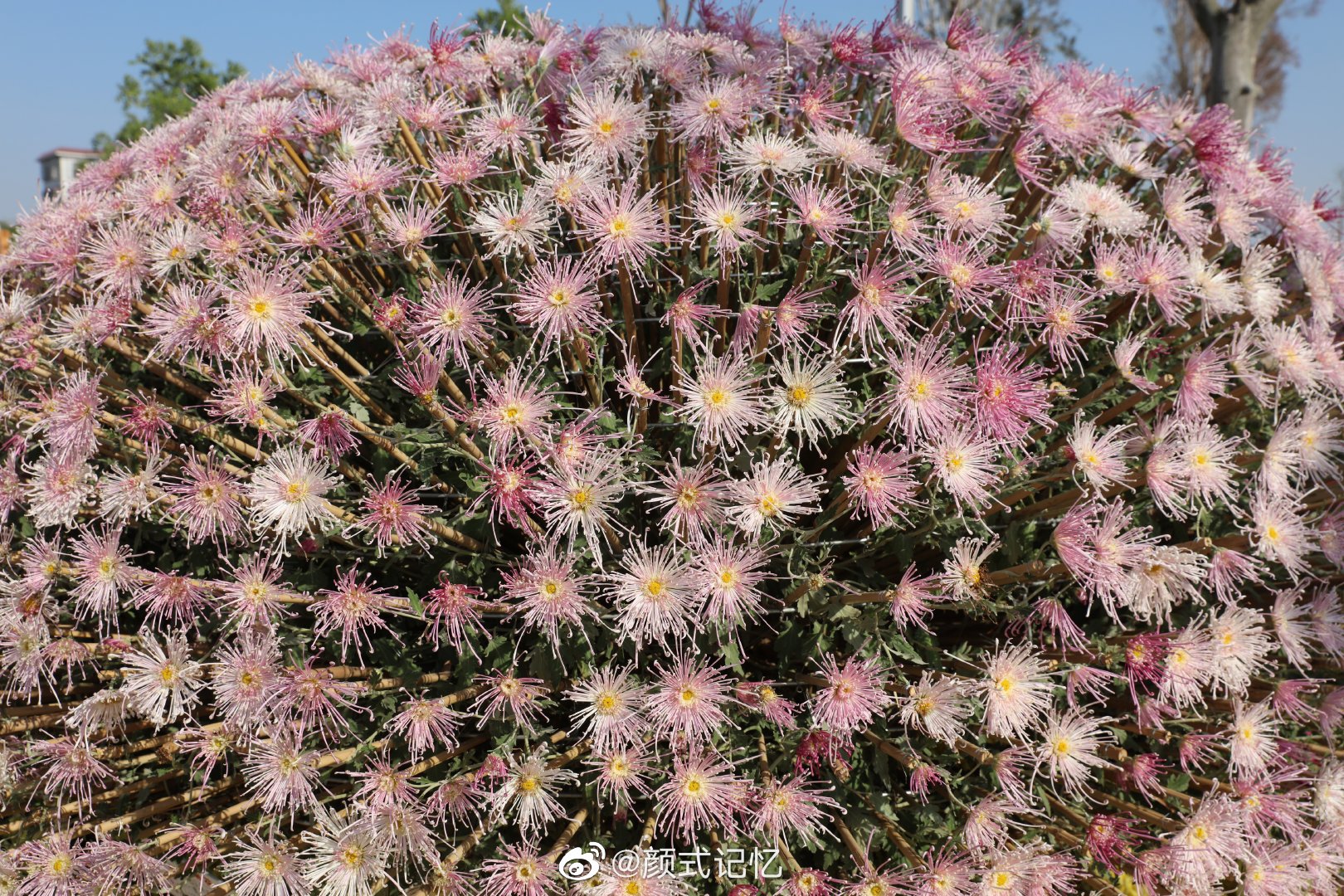 香艳 壮观一一大立菊。旅游,赏菊拍摄