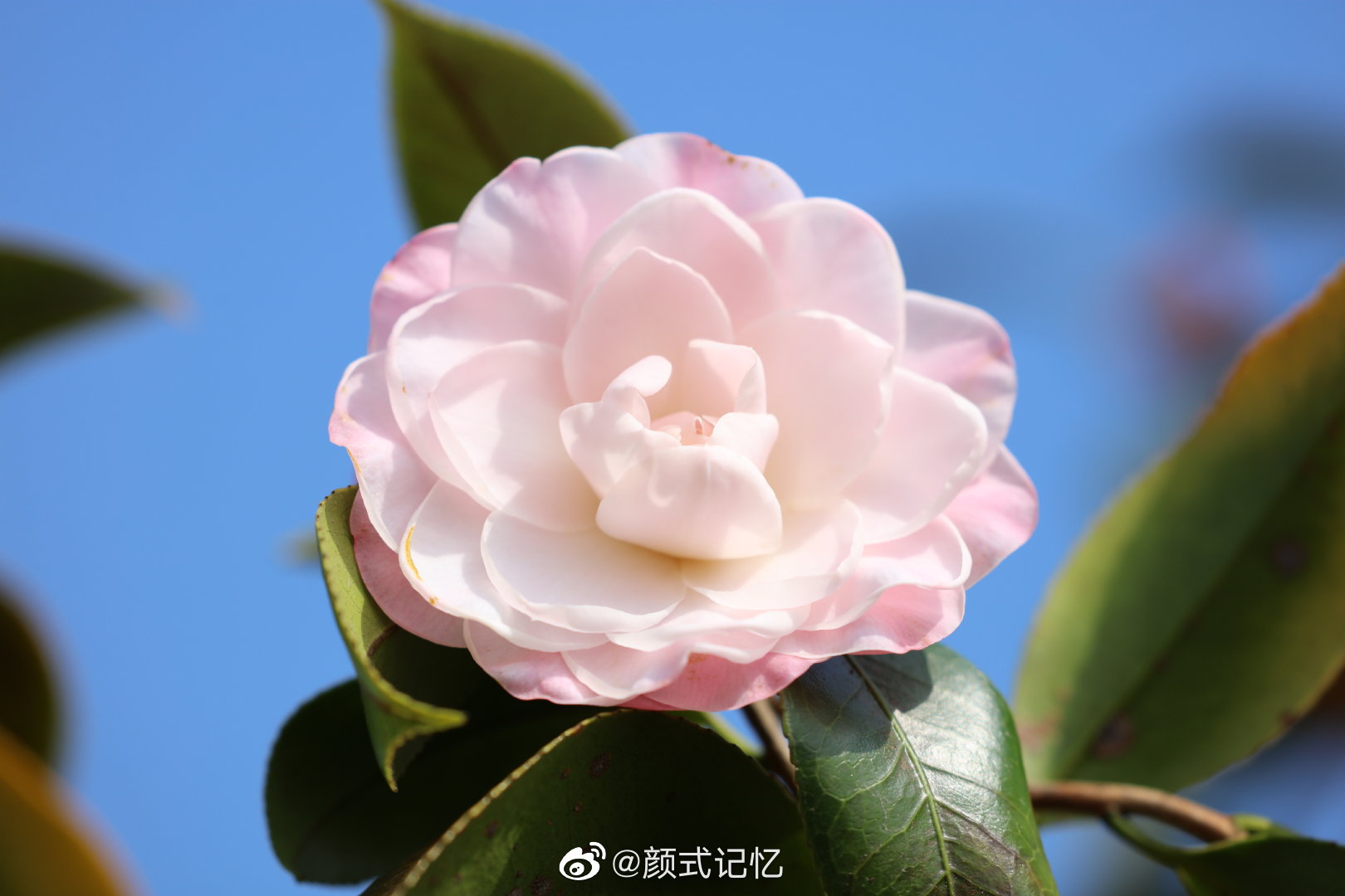时髦(名茶花品赏)一一粉花山茶花.游山拍摄_高清图集_新浪网