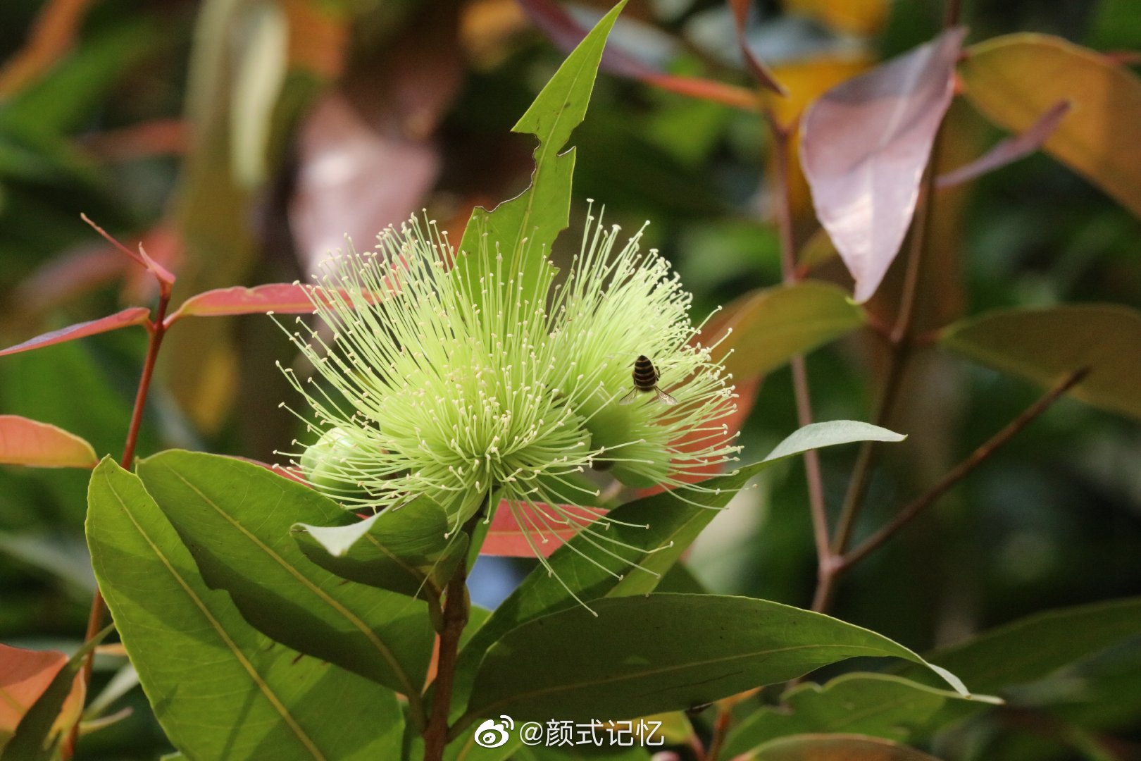 富贵鸿运一一红枝蒲桃春发.郊游,踏青,赏花拍摄
