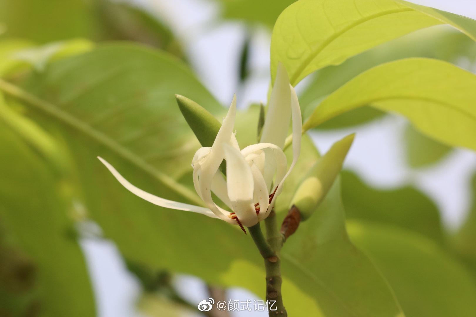 纯洁的爱真挚一一白兰天女木兰白缅花白兰花缅桂花黄桷兰