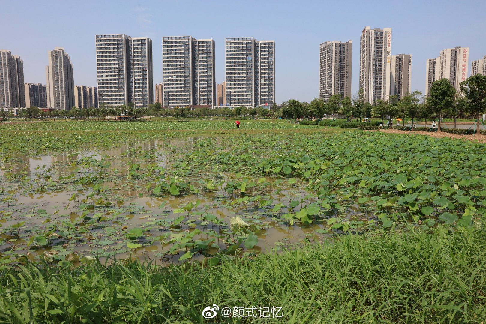 万绿丛中一点红一一新会梅江生态园荷塘剪影