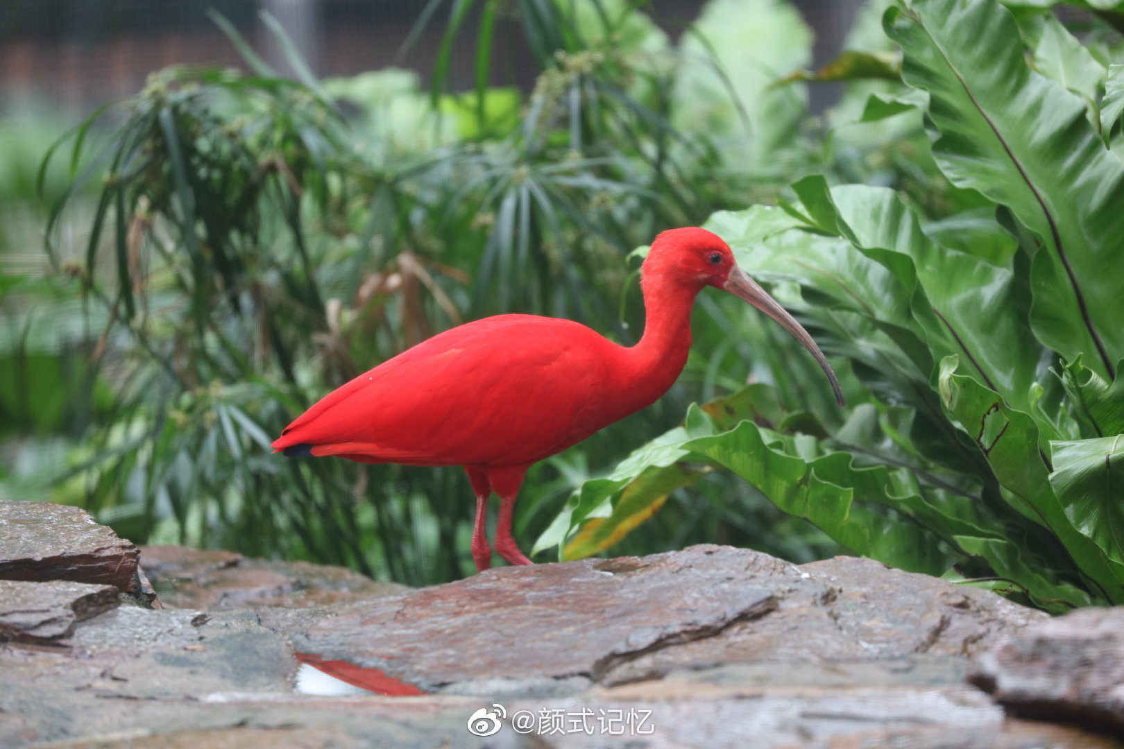 世界上颜色最红的鸟类 世界上珍稀,名贵的鸟类