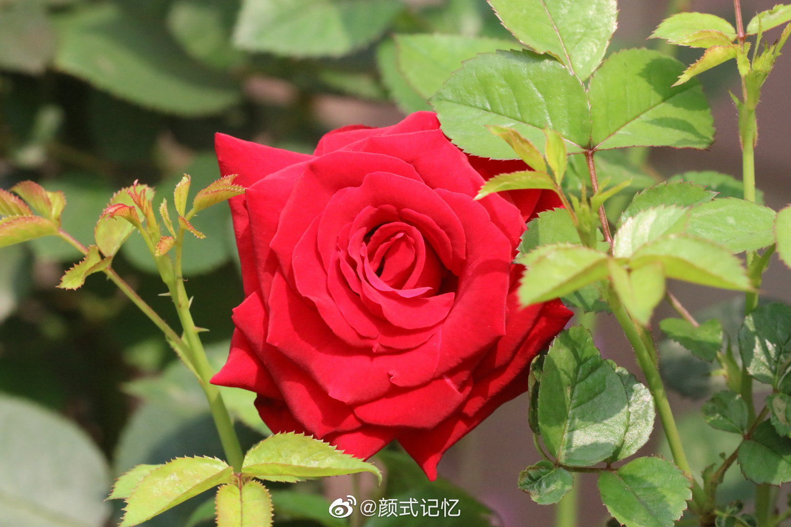 星星动漫网官网在线观看免费